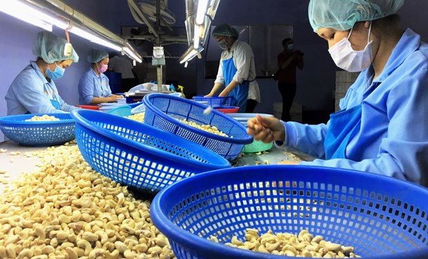La noix de cajou vietnamienne augmente sa part de marche en Russie hinh anh 1
