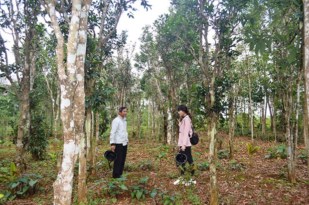 Quang Tri : efforts pour promouvoir et preserver les anciens jardins de the hinh anh 1