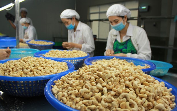 La filiere vietnamienne de la noix de cajou devrait croitre en 2022 hinh anh 1