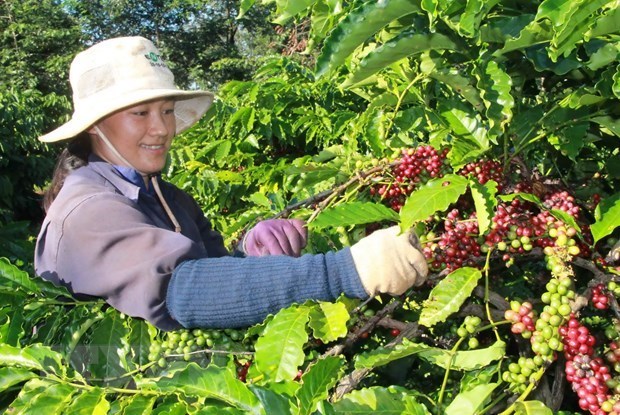 Algerie, marche d’exportation potentiel pour le cafe vietnamien hinh anh 1