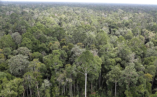 La BAD soutient le developpement forestier durable en Asie du Sud-Est hinh anh 1