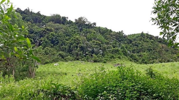 Quang Nam : assurant un environnement de vie pour les doucs langurs a pattes grises hinh anh 2