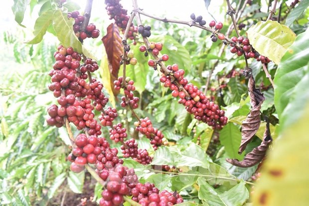 Le Vietnam envisage d’augmenter ses exportations de cafe vers l'Afrique hinh anh 1