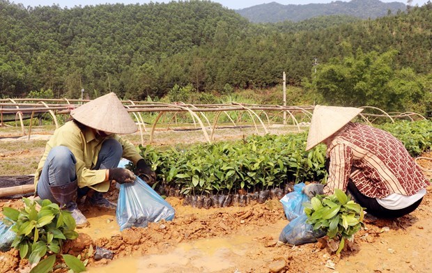 Des entreprises de Quang Ninh aident les agriculteurs a planter des forets hinh anh 1