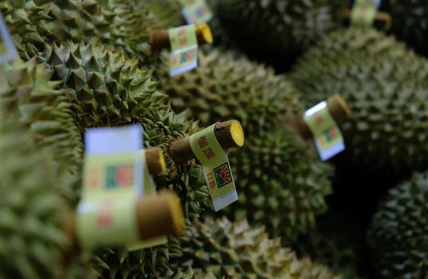 La province de Lam Dong exporte son premier lot de durians vers la Chine hinh anh 2