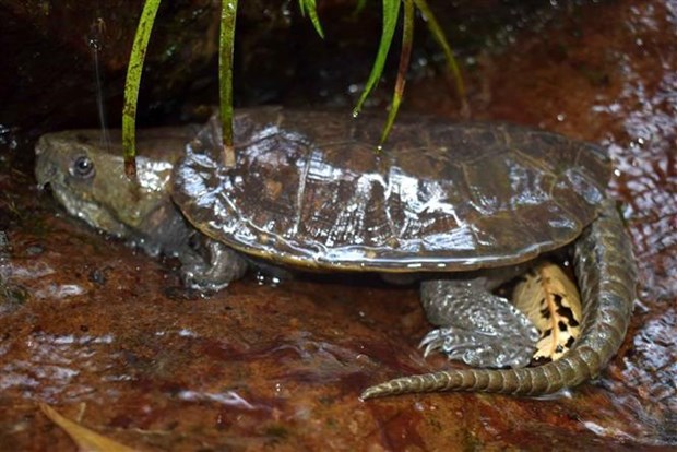 Thanh Hoa : decouverte de nombreuses tortues rares dans la Reserve naturelle de Pu Hu hinh anh 2