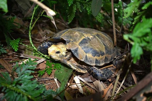 Thanh Hoa : decouverte de nombreuses tortues rares dans la Reserve naturelle de Pu Hu hinh anh 1