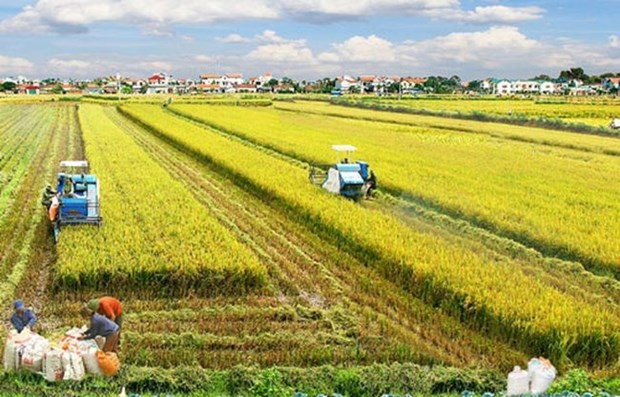 La cooperation Vietnam-Australie pour developper une nouvelle variete de riz hinh anh 1