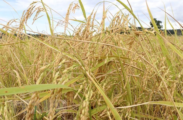 La cooperation Vietnam-Australie pour developper une nouvelle variete de riz hinh anh 2