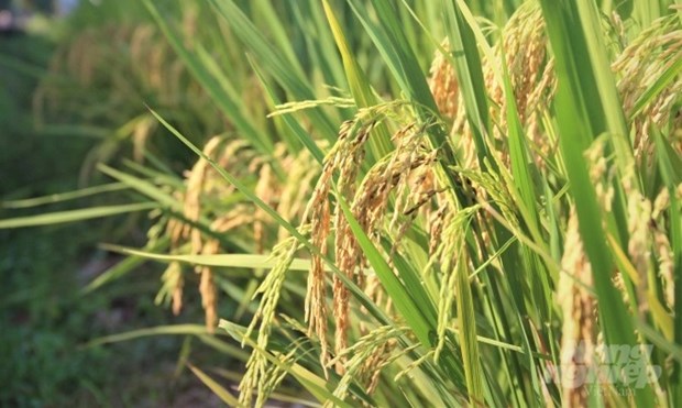Le Vietnam promeut sa cooperation avec l'Institut international de recherche sur le riz hinh anh 1