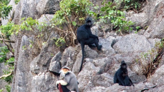 Des primates rares decouverts dans la reserve naturelle de Quang Binh hinh anh 1