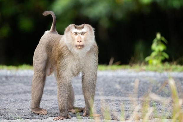 Trois macaques a queue de cochon relaches dans la nature hinh anh 2