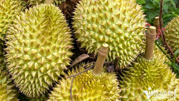 Le Japon augmente ses achats de durian et de longane vietnamiens hinh anh 1