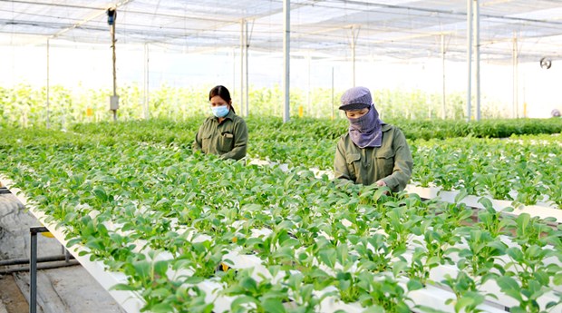 Hanoi s'efforce de porter le revenu annuel moyen des agriculteurs a 70 millions de dongs hinh anh 2