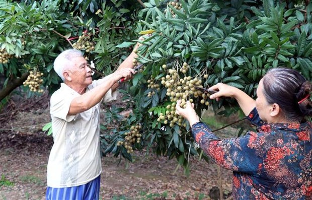 La province de Hung Yen propose des visites dans des vergers de longaniers hinh anh 1