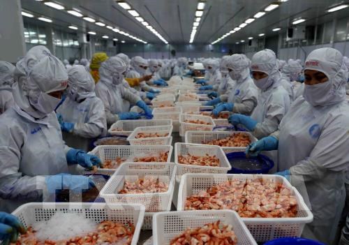 Exportations de crevettes : 4,2 milliards de dollars vises cette annee hinh anh 1