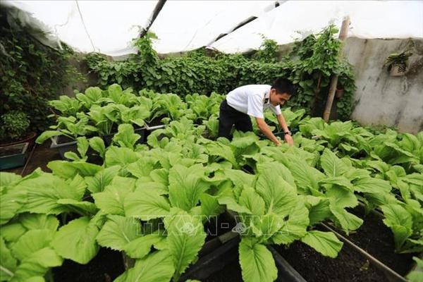 Des potagers verts a Truong Sa malgre les difficultes hinh anh 3