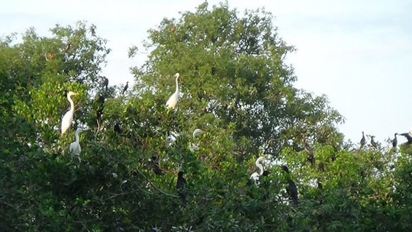 L’ecotourisme au profit de la conservation des parcs des oiseaux a Ca Mau hinh anh 1