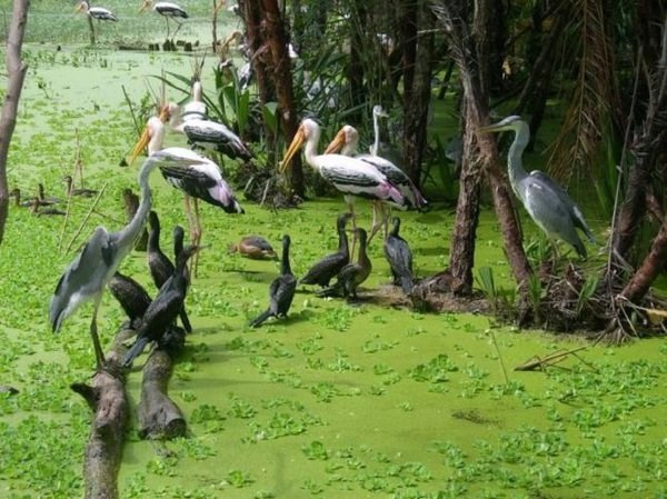 L’ecotourisme au profit de la conservation des parcs des oiseaux a Ca Mau hinh anh 2