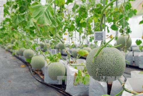 Le Vietnam cherche a renforcer l'application de la biotechnologie a l'agriculture hinh anh 1