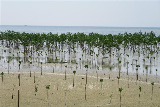 Ninh Thuan se concentre sur la conservation et le developpement durable de la biodiversite marine hinh anh 3