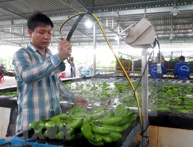 Les exportations de fruits et legumes pendant les quatre premiers mois en hausse de 9,5% hinh anh 1