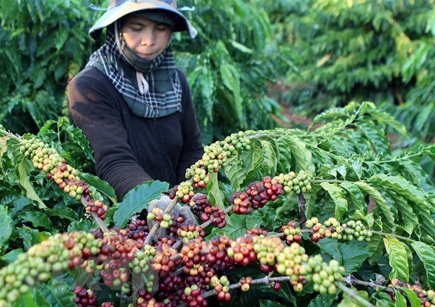 Le Vietnam voit ses exportations de poivre vers la France augmenter en sept mois hinh anh 1
