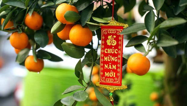 Le kumquat, plante pour le Nouvel An lunaire hinh anh 1