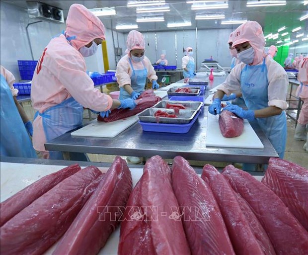 Les exportations de thons en janvier en hausse de 108% hinh anh 1