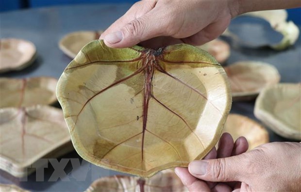Assiettes ecologiques a base de feuilles de raisinier bord de mer hinh anh 1