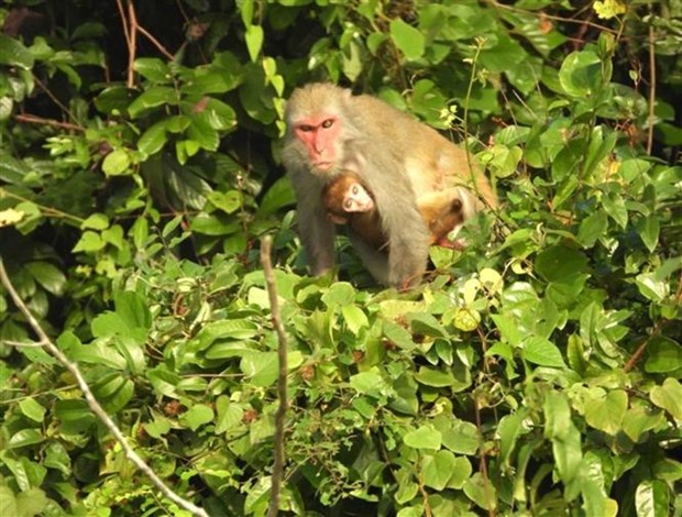 Thanh Hoa protege les macaques dans le parc national de Ben En hinh anh 1