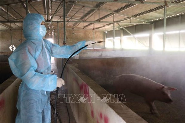 Elevage: le vaccin contre la peste porcine africaine, une opportunite pour le Vietnam hinh anh 2