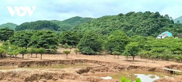 Dong Rui: les populations s’unissent pour proteger la mangrove hinh anh 1