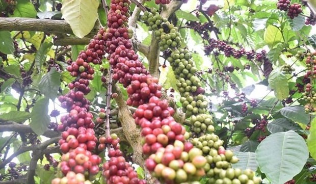Ameliorer 107.000 hectares de cafe entre 2021 et 2025 hinh anh 1