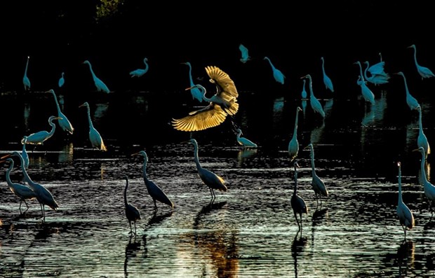 "Le matin des cigognes" remporte le premier prix pour la conservation des zones humides hinh anh 1