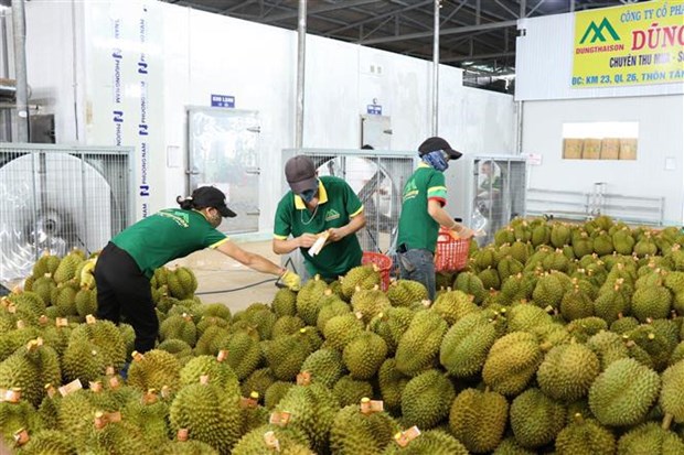 Un premier lot de durians exporte officiellement vers la Chine hinh anh 1