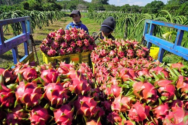 Plus de 44% du volume de fruits et legumes vietnamiens exportes vers la Chine hinh anh 1