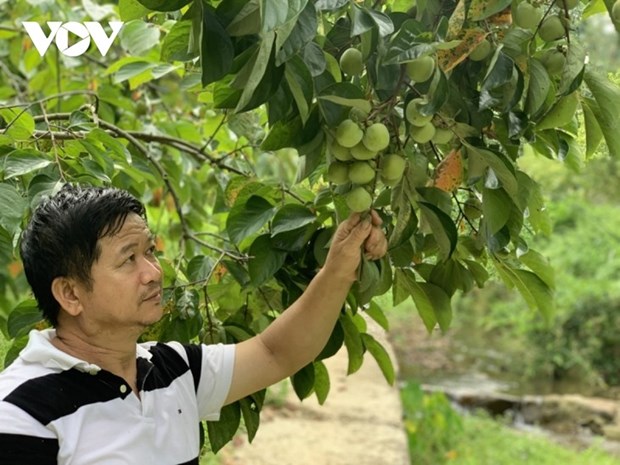 Hoang Trong Dung, un agriculteur Tay emerite hinh anh 1