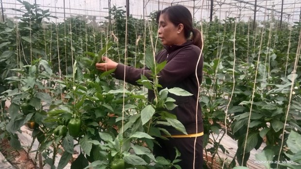 Les femmes ethniques creent une percee dans le developpement de l’agriculture high-tech a Lam Dong hinh anh 1