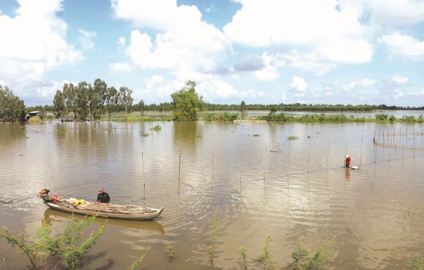 Delta du Mekong : les crues bienfaitrices de plus en plus rares hinh anh 1