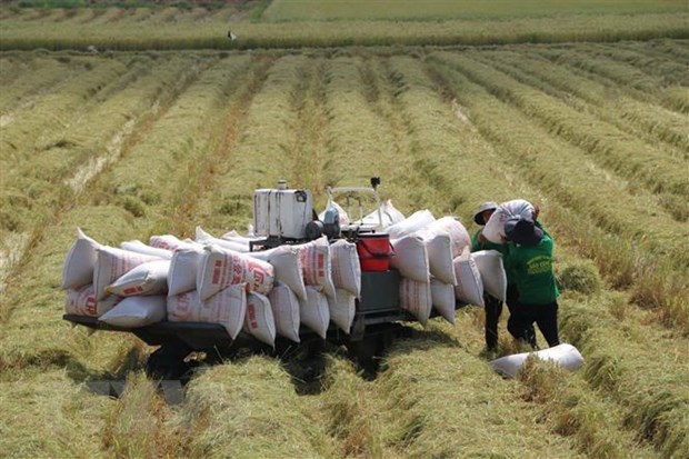 De nombreux signes positifs pour les exportations de riz en 2023 hinh anh 2