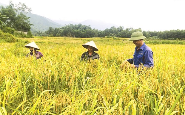 Phu Tho promeut la restructuration agricole et l’edification de la Nouvelle Ruralite hinh anh 1
