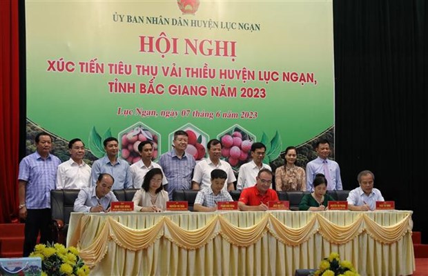 Des litchits de Bac Giang seront exportes via la gare de Kep hinh anh 2