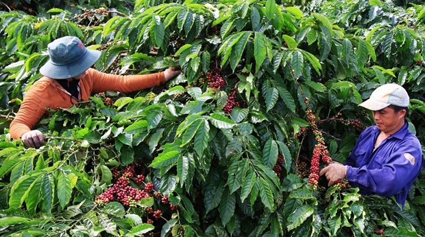 Production de cafe sans deforestation ni degradation des forets hinh anh 1
