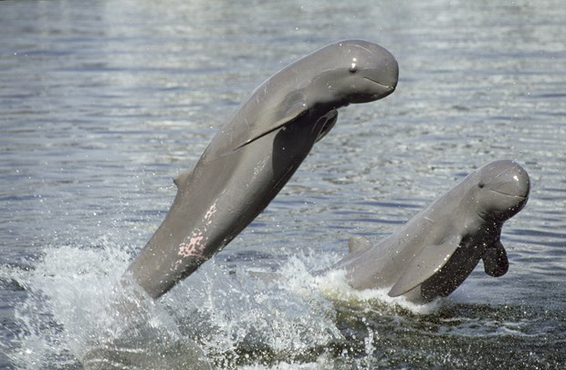 Le Cambodge choisit 4 zones a dauphins de l'Irrawaddy en vue d'un classement par l'UNESCO hinh anh 1