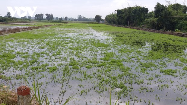 Ca Mau: de nombreux hectares de riz et de legumes endommages par de fortes pluies prolongees hinh anh 1