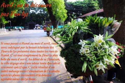 Les fleurs de Hanoi au gre des saisons hinh anh 5