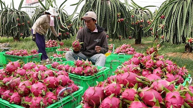 Les exportations nationales de fruits et legumes ont double en janvier hinh anh 1