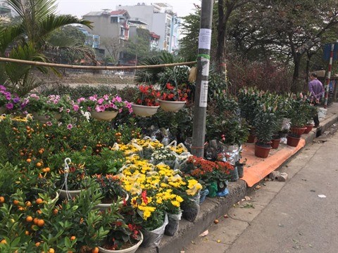 Tet: Ambiance morne au marche aux fleurs et plantes ornementales a Hanoi hinh anh 4