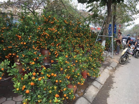 Tet: Ambiance morne au marche aux fleurs et plantes ornementales a Hanoi hinh anh 1